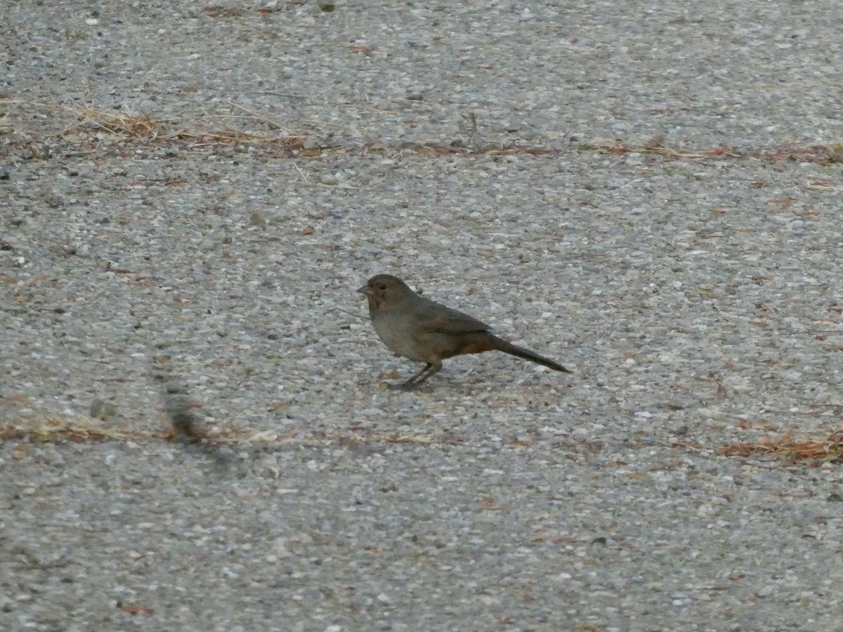 California Towhee - ML641421178