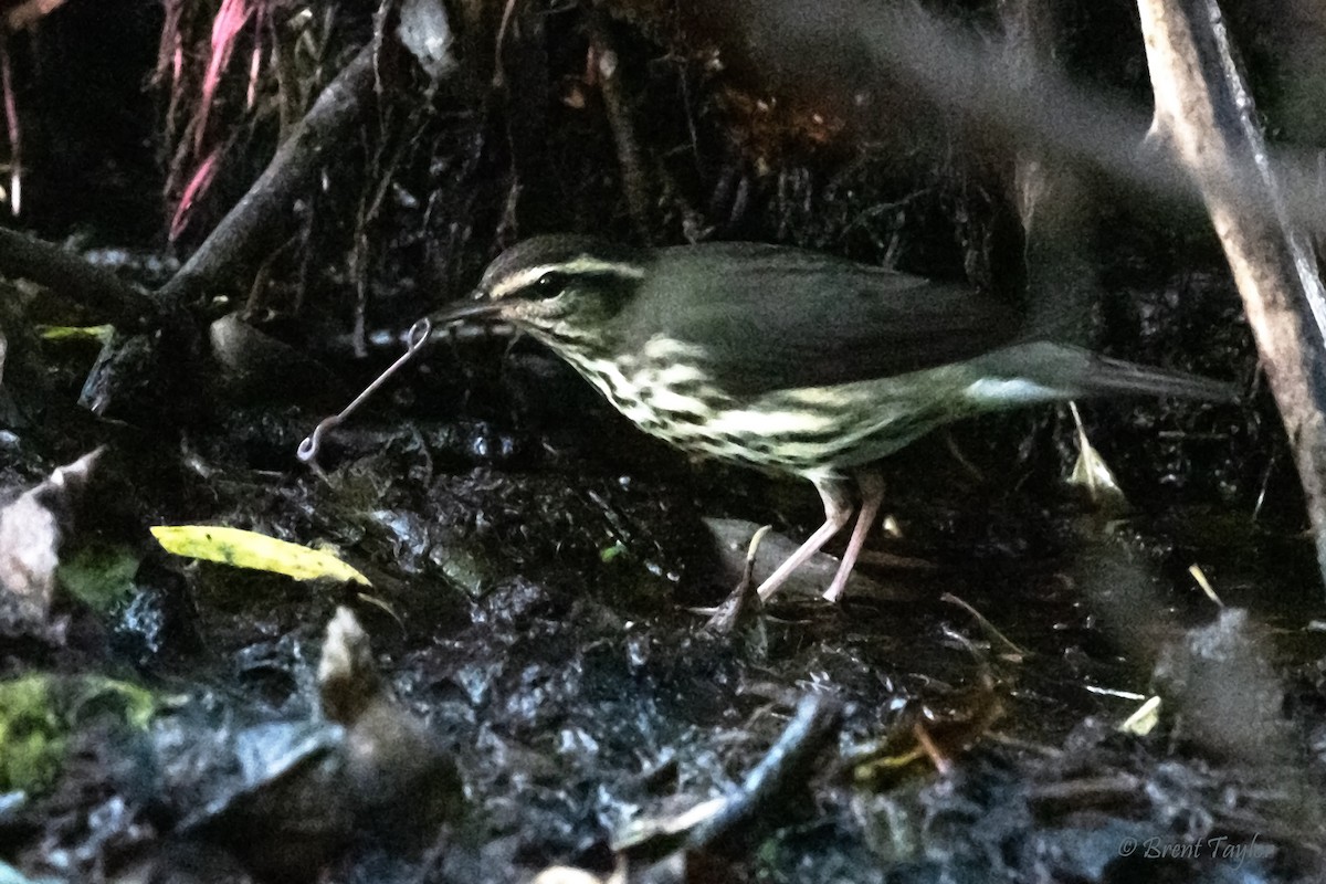 Northern Waterthrush - ML641421195