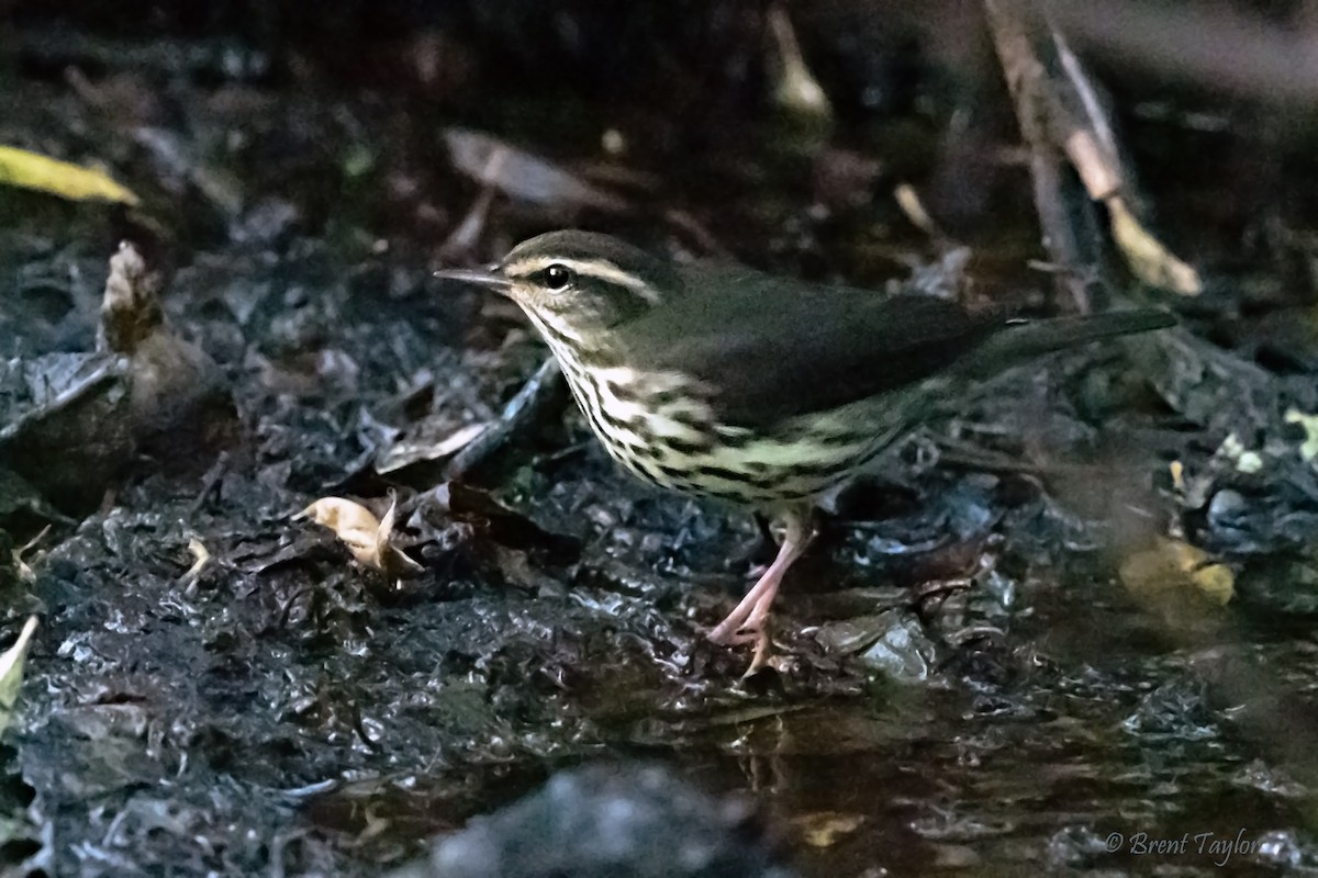 Northern Waterthrush - ML641421196