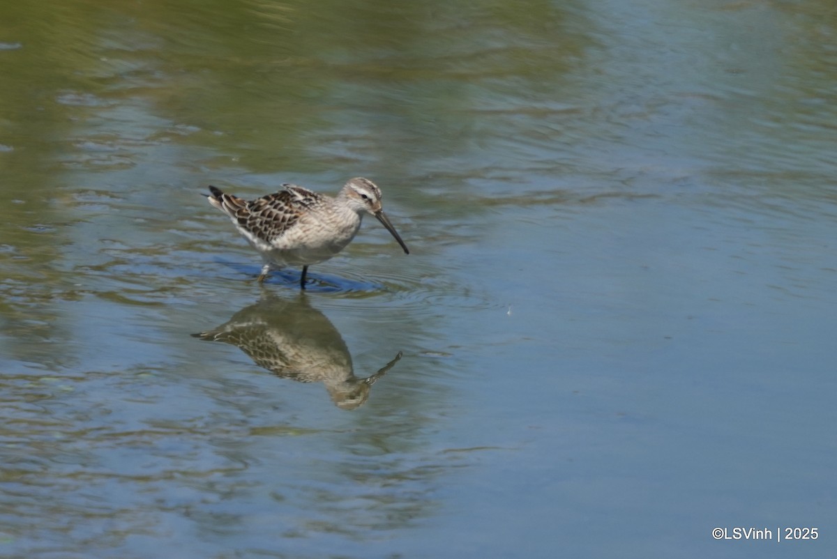 Ходулочниковый песочник - ML641421202