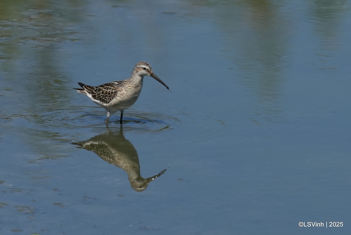 Ходулочниковый песочник - ML641421204