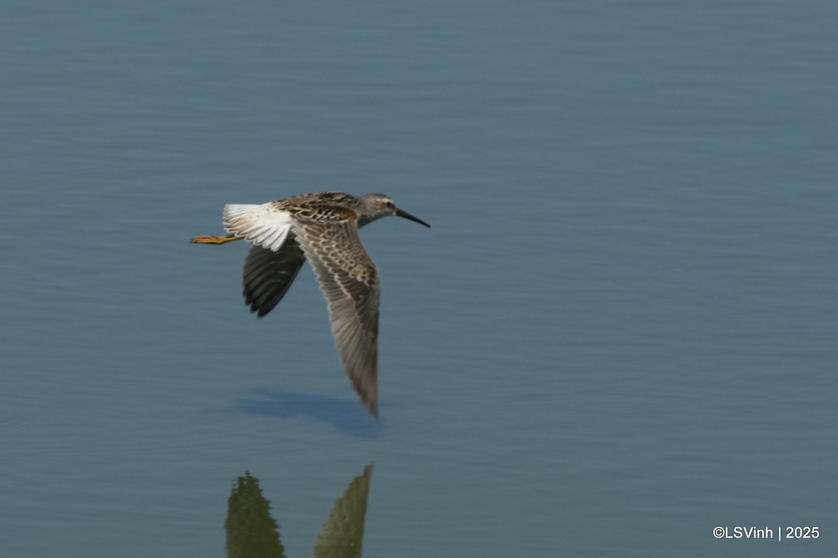 Ходулочниковый песочник - ML641421206