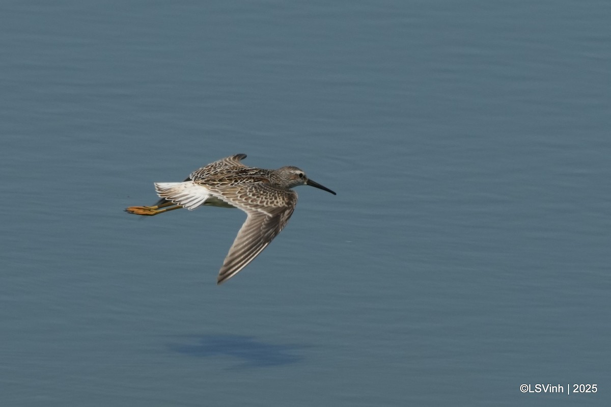 Ходулочниковый песочник - ML641421207