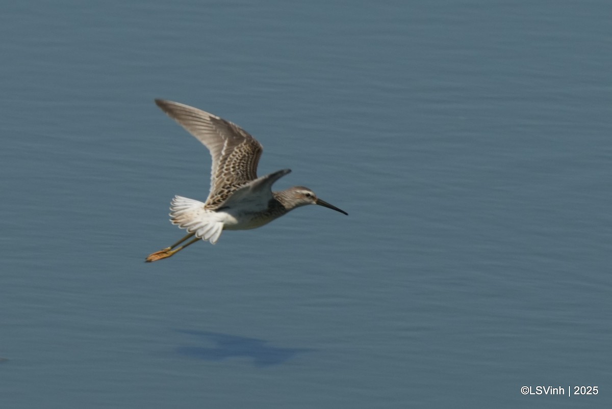 Ходулочниковый песочник - ML641421208