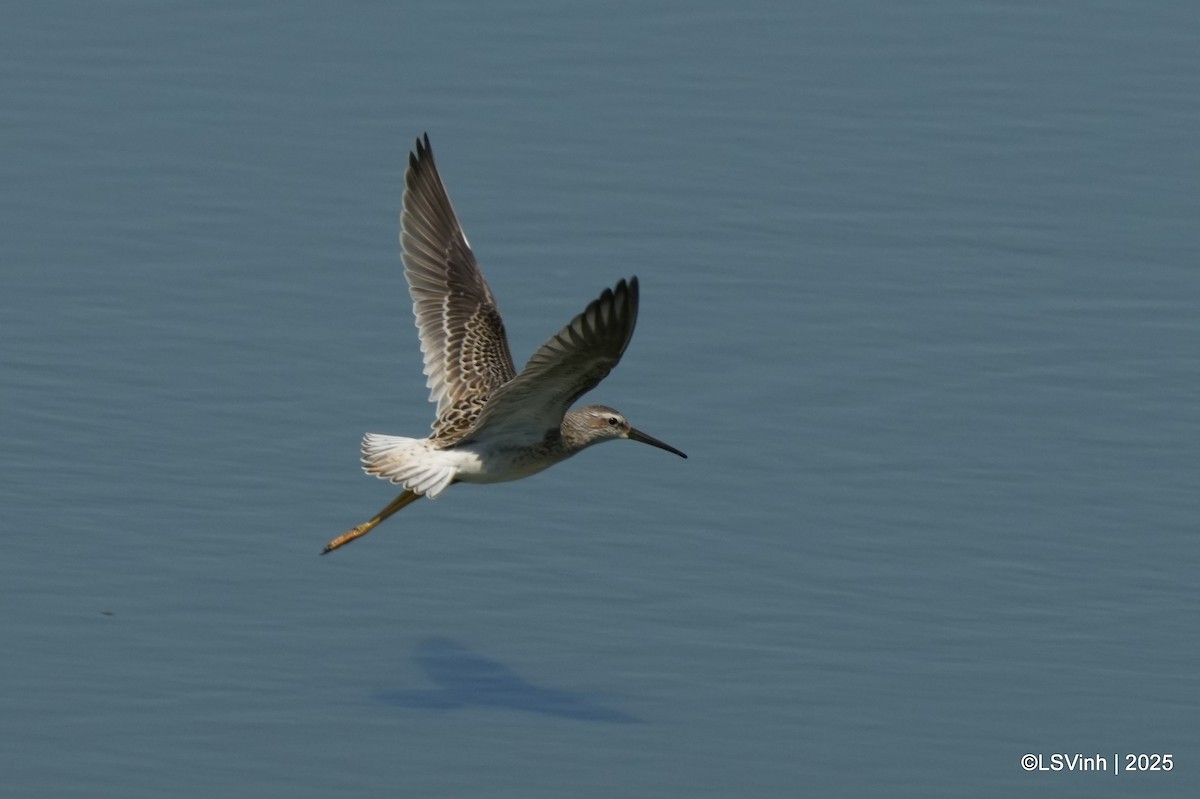 Ходулочниковый песочник - ML641421209