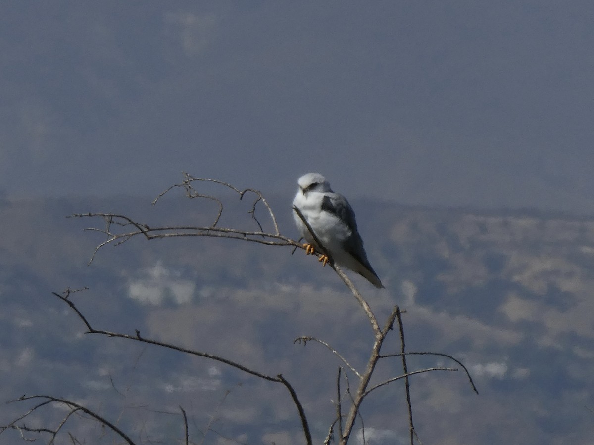 White-tailed Kite - ML641421211