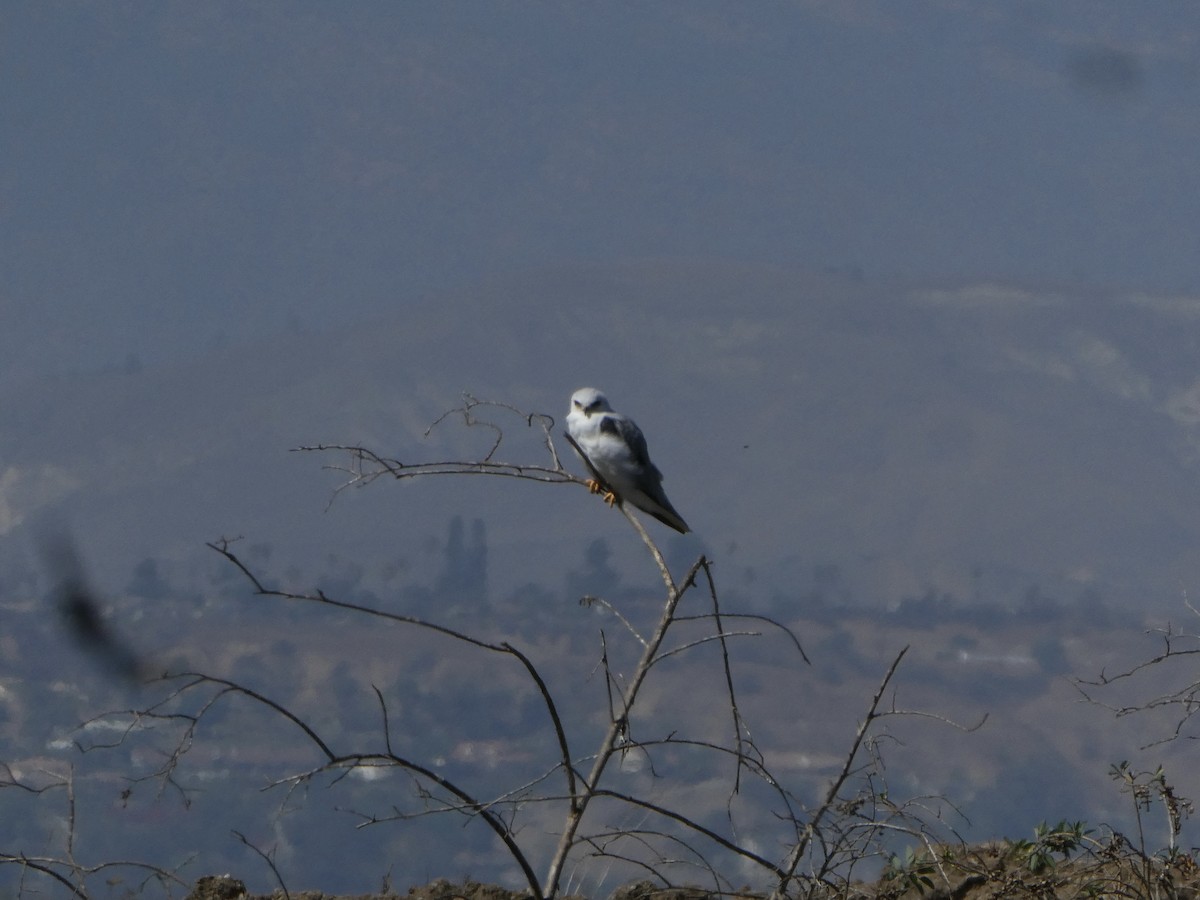 White-tailed Kite - ML641421212