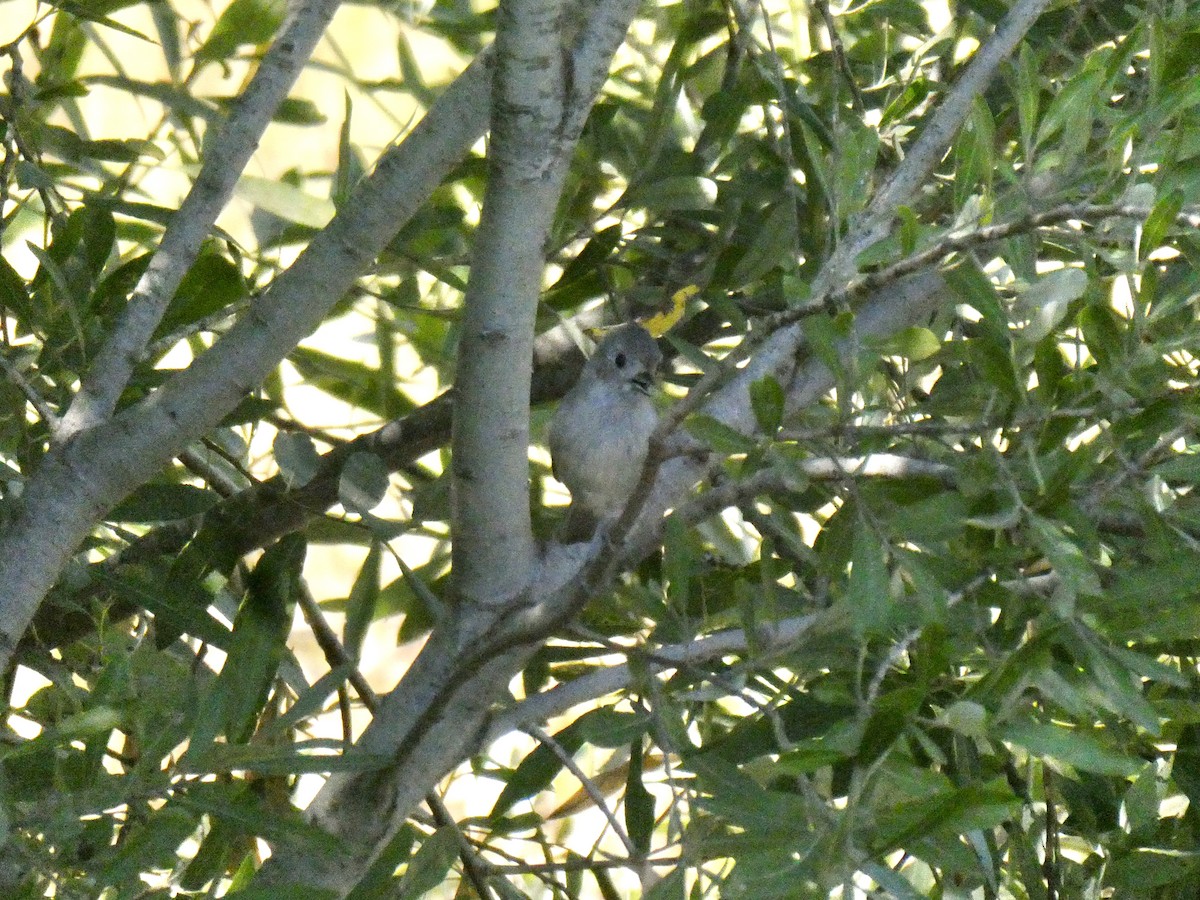 Oak Titmouse - ML641421217