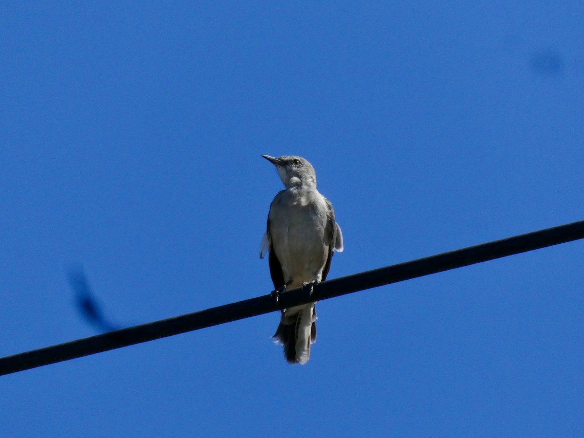 Northern Mockingbird - ML641421221