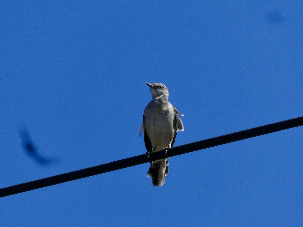 Northern Mockingbird - ML641421222