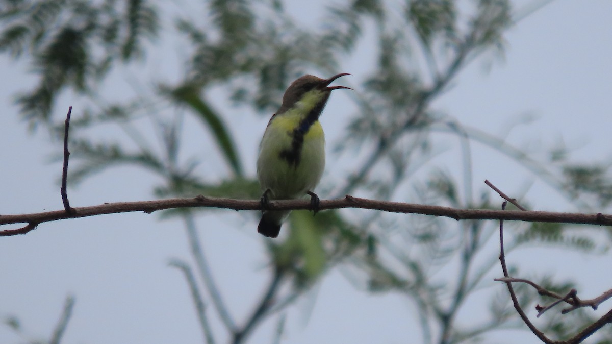 Purple Sunbird - ML641421229