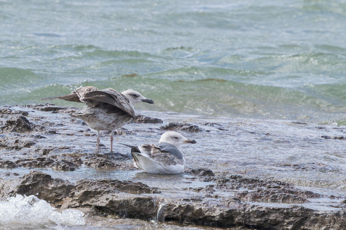 Lesser Black-backed Gull - ML641421231
