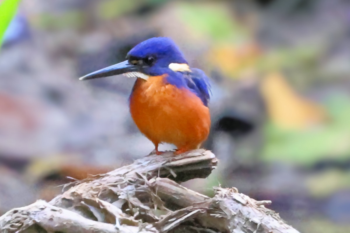 Azure Kingfisher - ML641421269