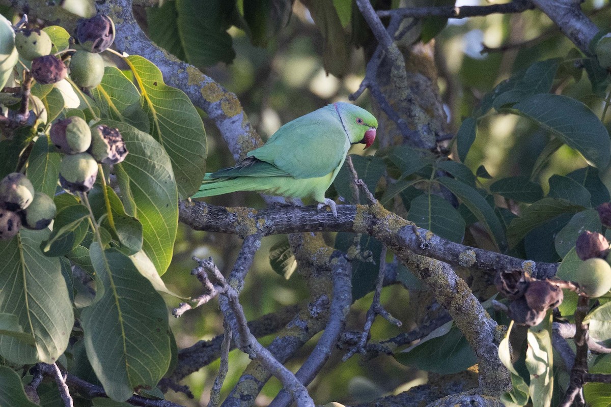 Rose-ringed Parakeet - ML641421282