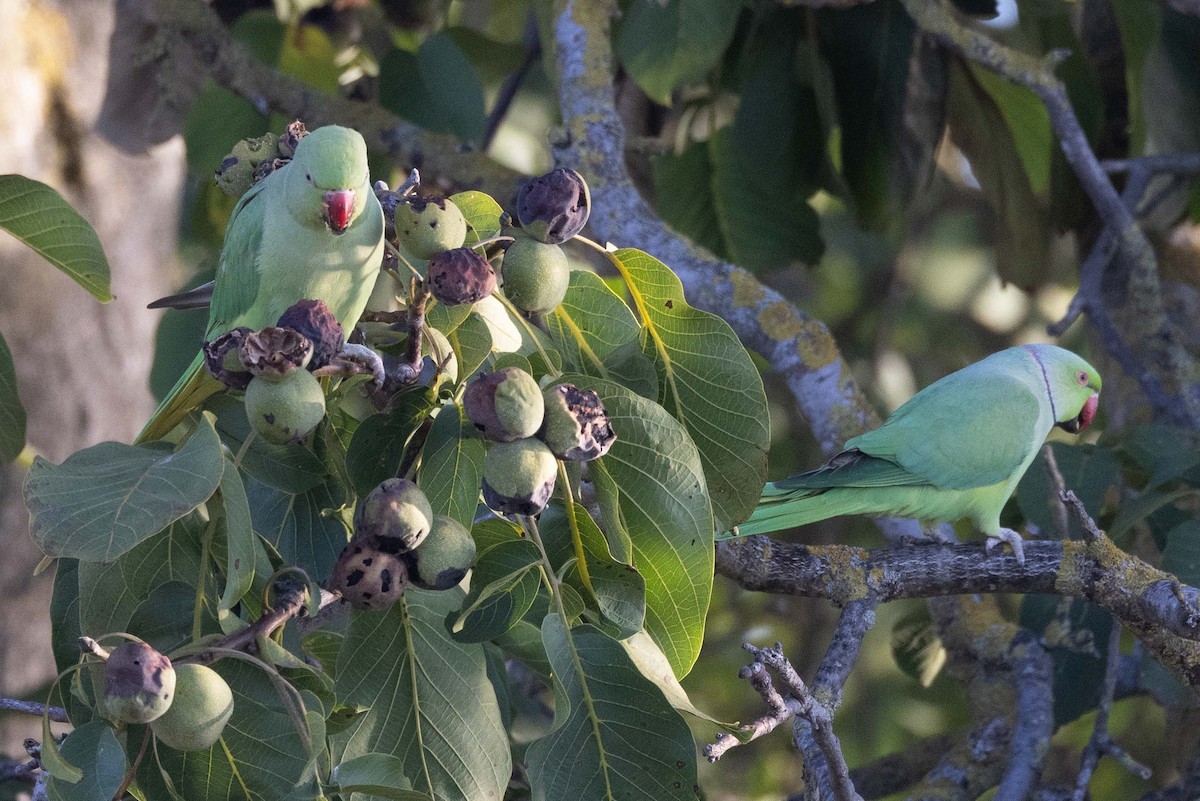 Rose-ringed Parakeet - ML641421283