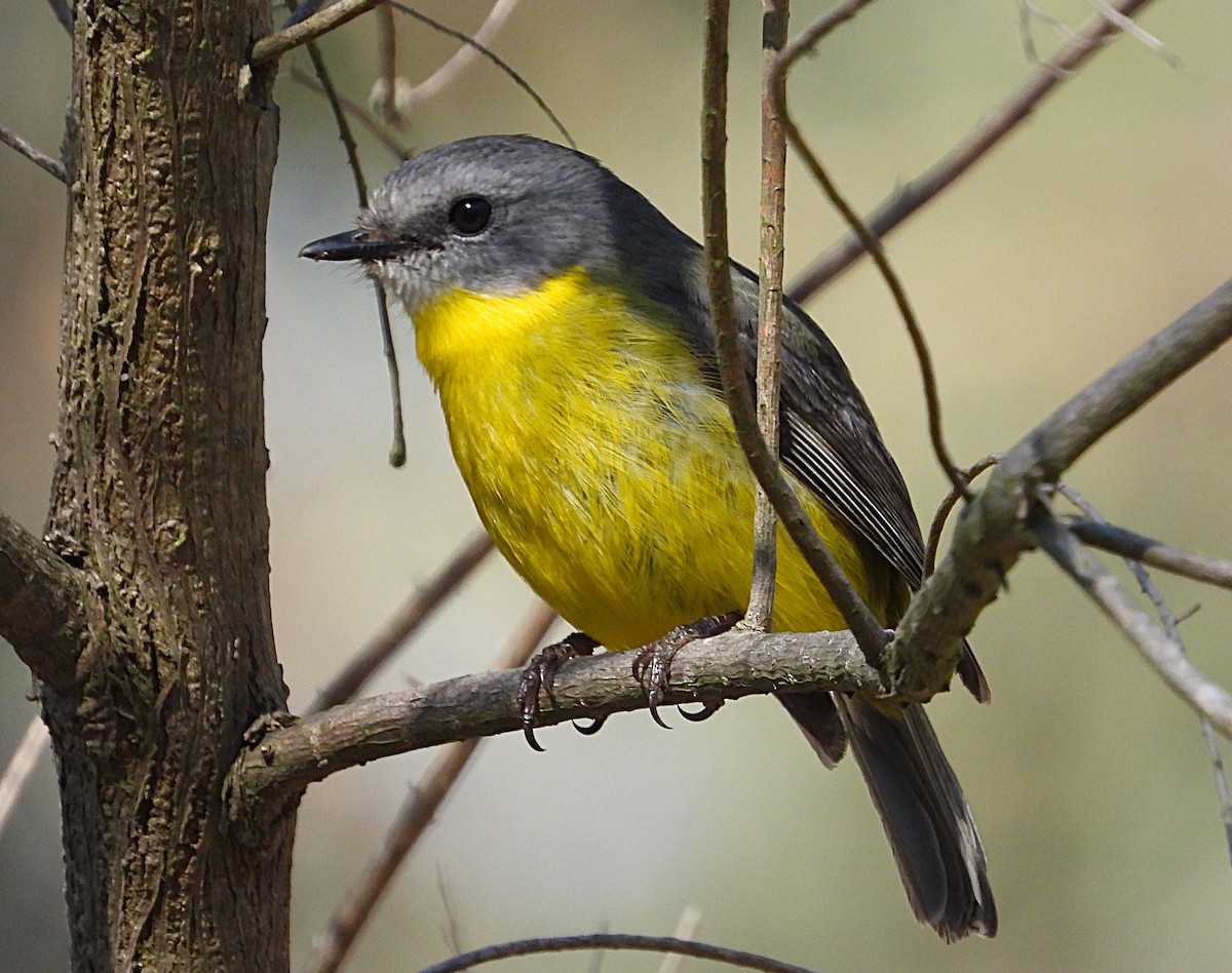 Eastern Yellow Robin - ML641421295