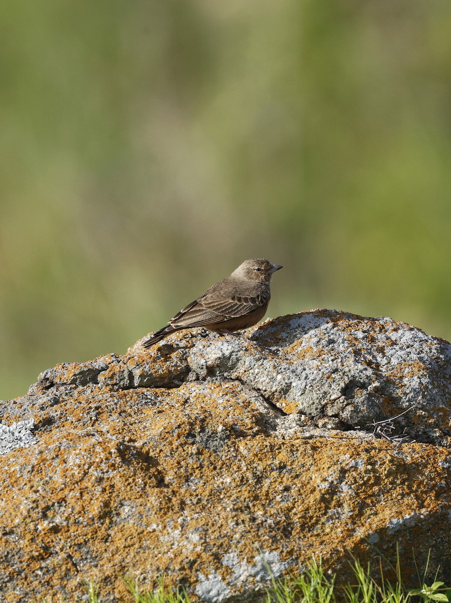 Rufous-tailed Lark - ML641421300