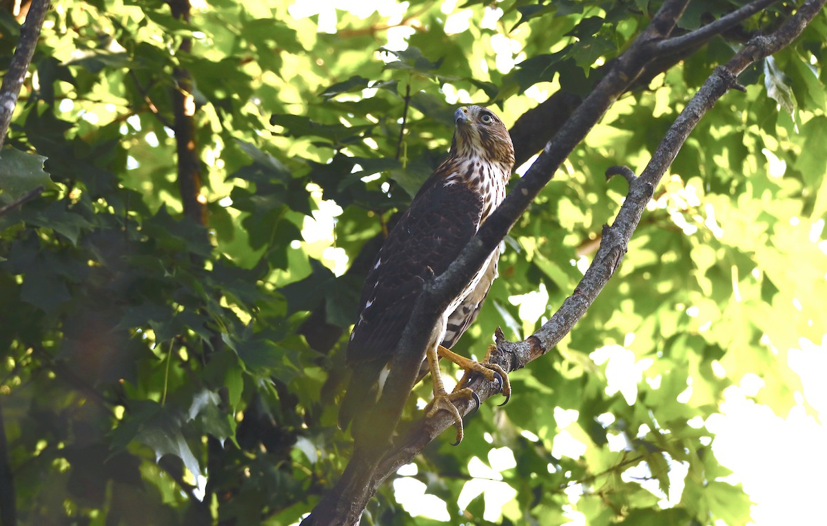 Cooper's Hawk - ML641421301