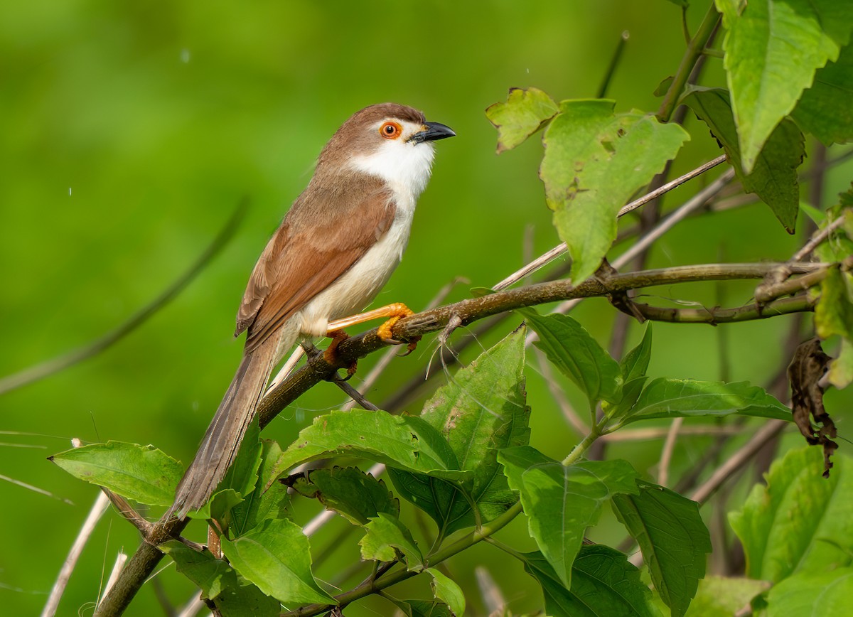 Yellow-eyed Babbler - ML641421302