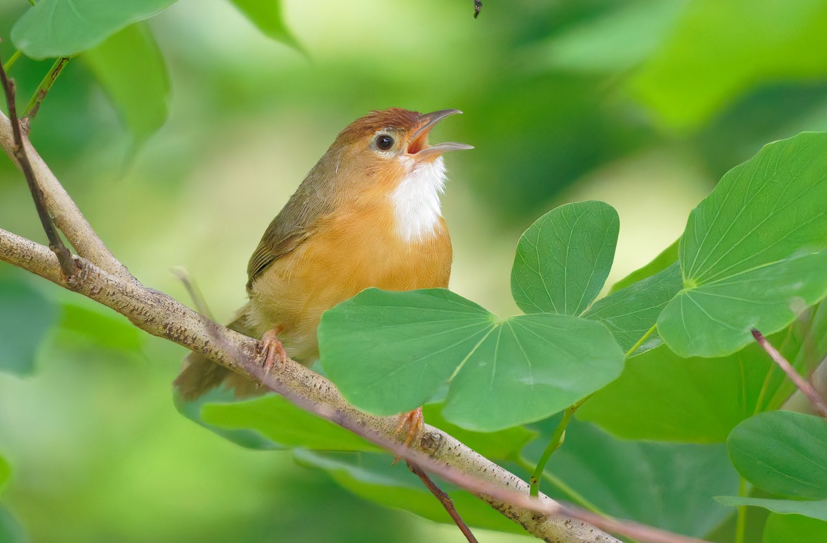 Tawny-bellied Babbler - ML641421303