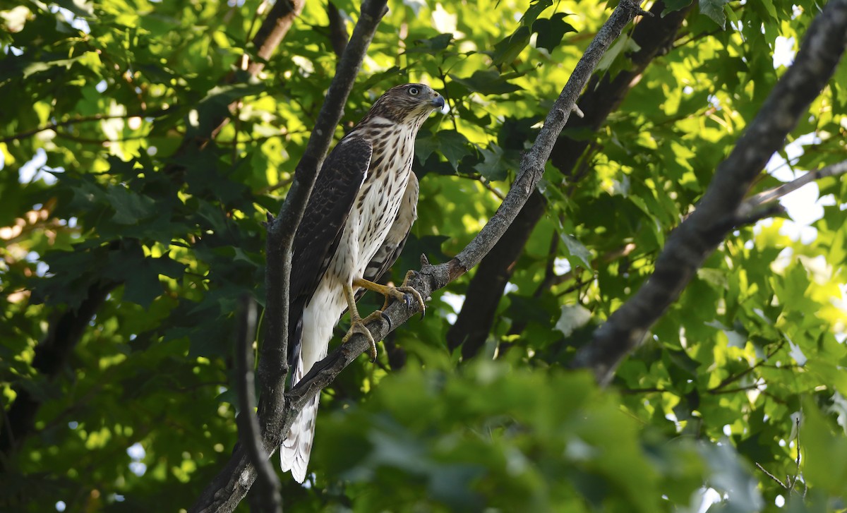 Cooper's Hawk - ML641421305