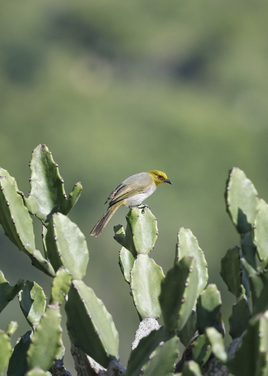 Yellow-throated Bulbul - ML641421306