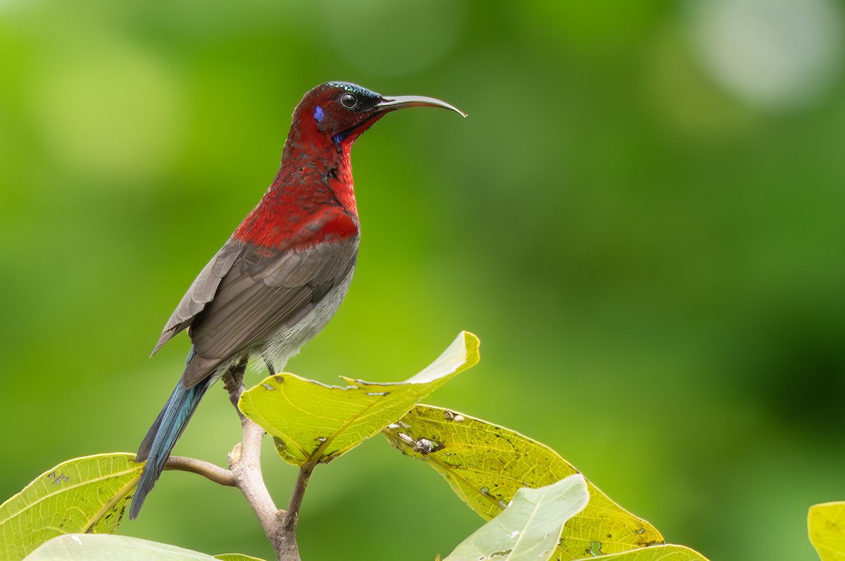 Vigors's Sunbird - ML641421307