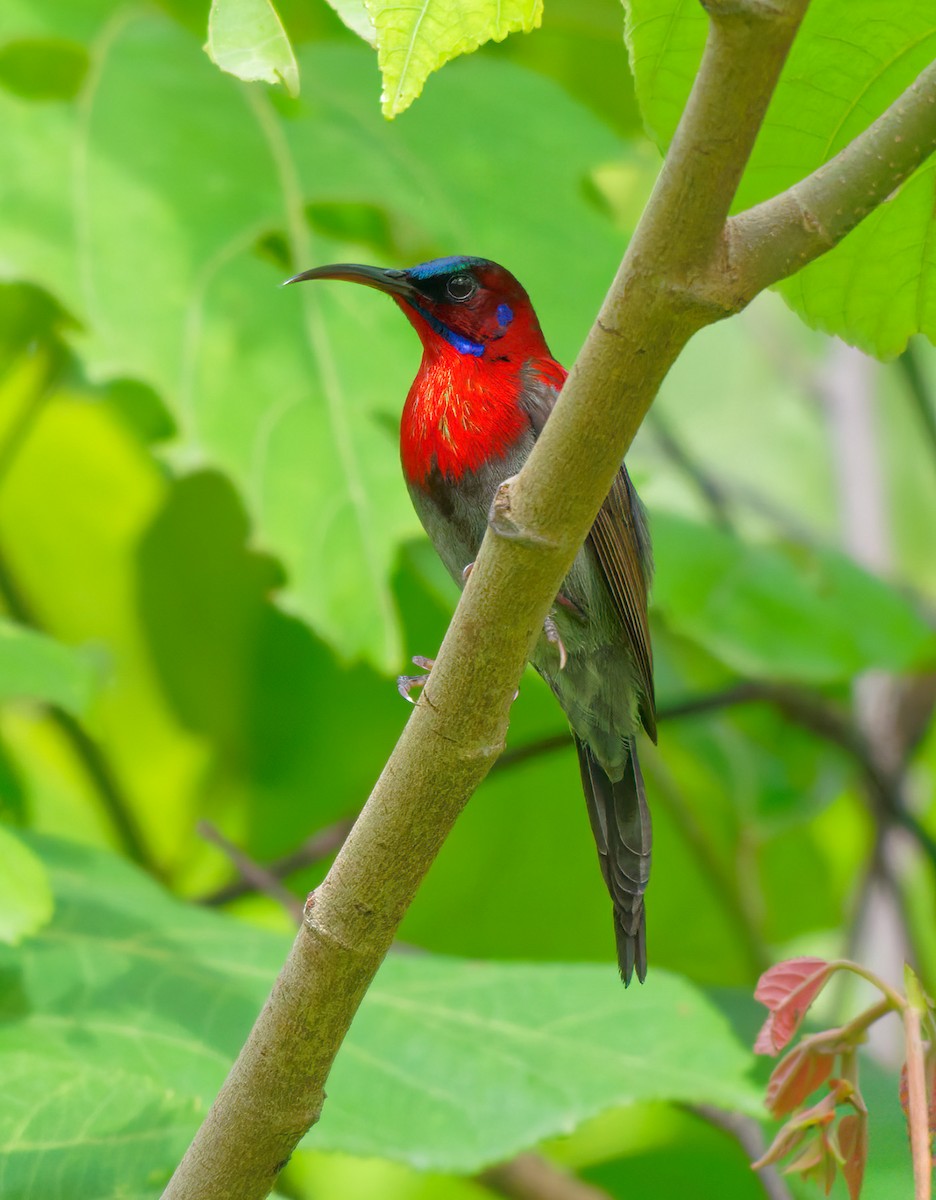 Vigors's Sunbird - ML641421308