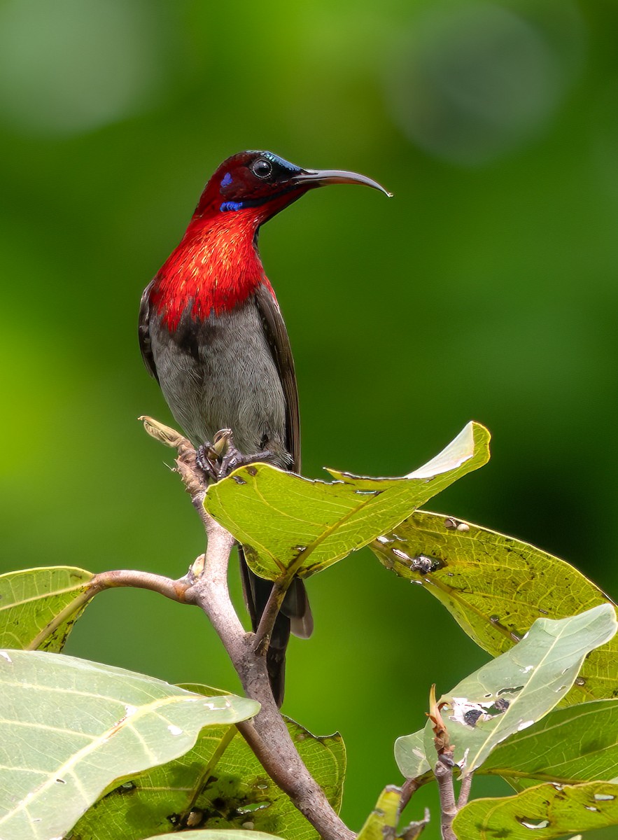 Vigors's Sunbird - ML641421309