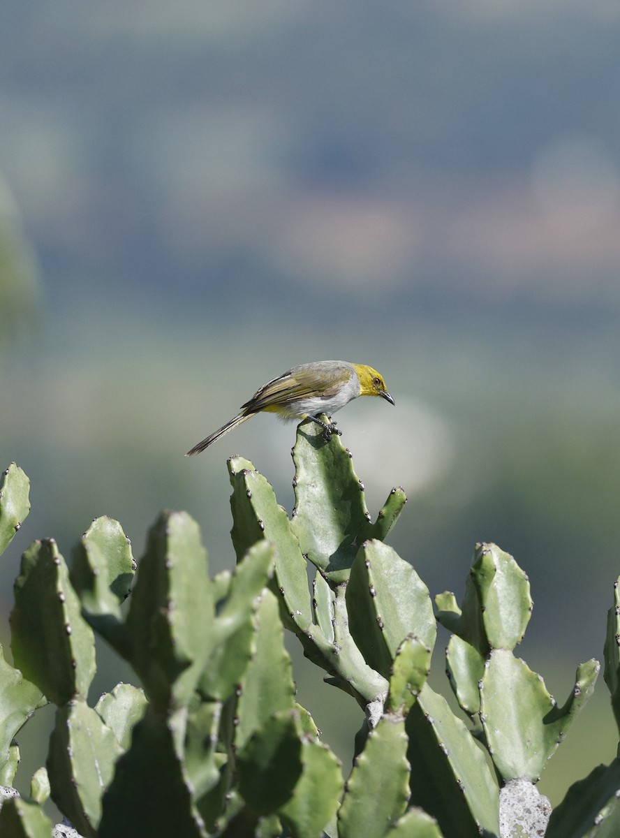 Yellow-throated Bulbul - ML641421310