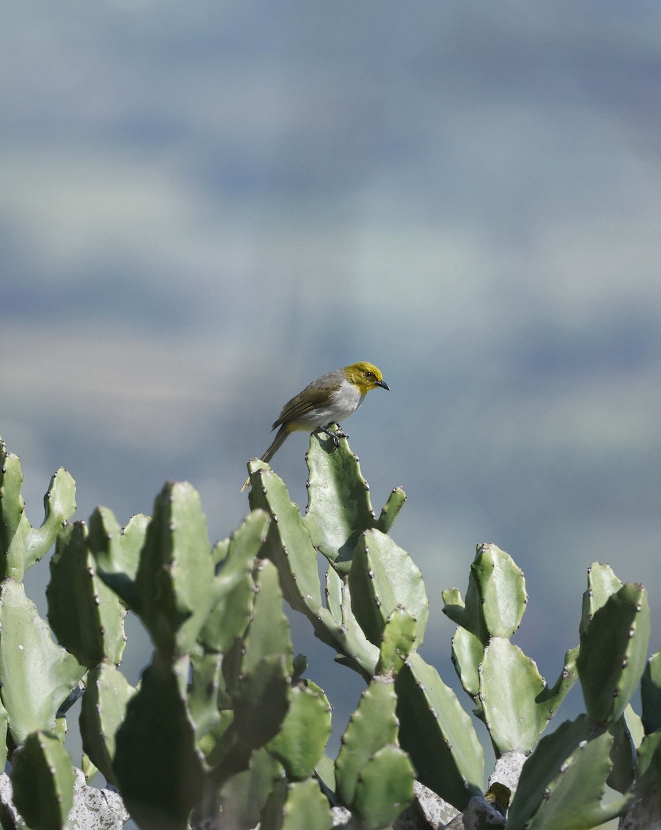 Yellow-throated Bulbul - ML641421312
