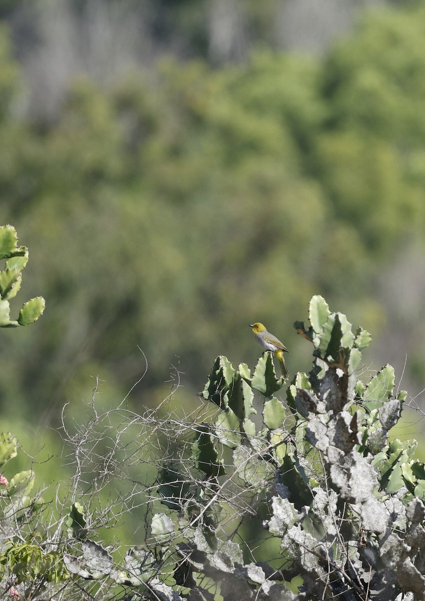 Yellow-throated Bulbul - ML641421313