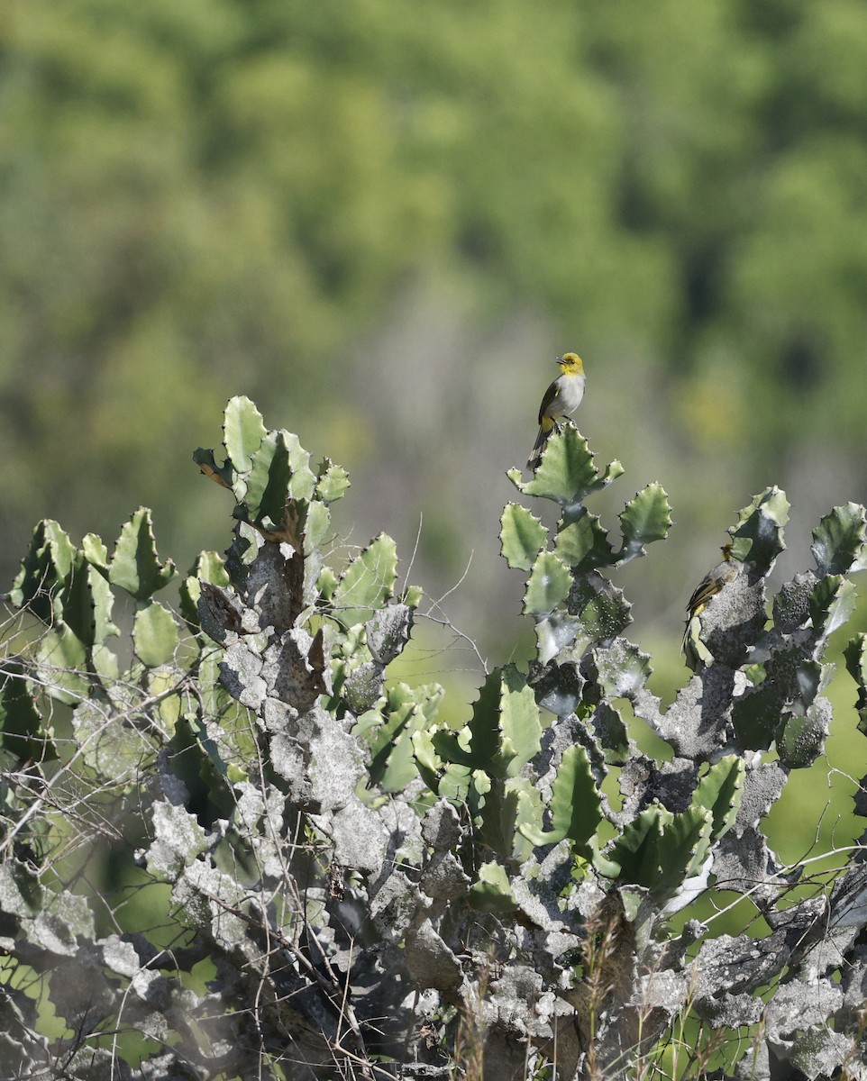 Yellow-throated Bulbul - ML641421314