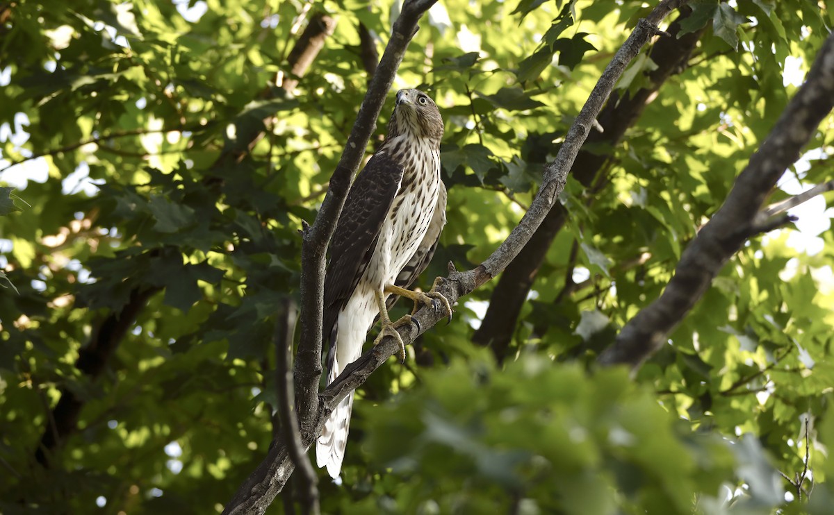 Cooper's Hawk - ML641421317