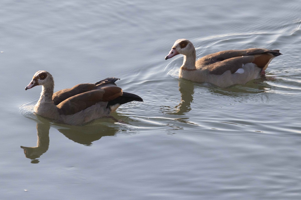 Egyptian Goose - ML641421327