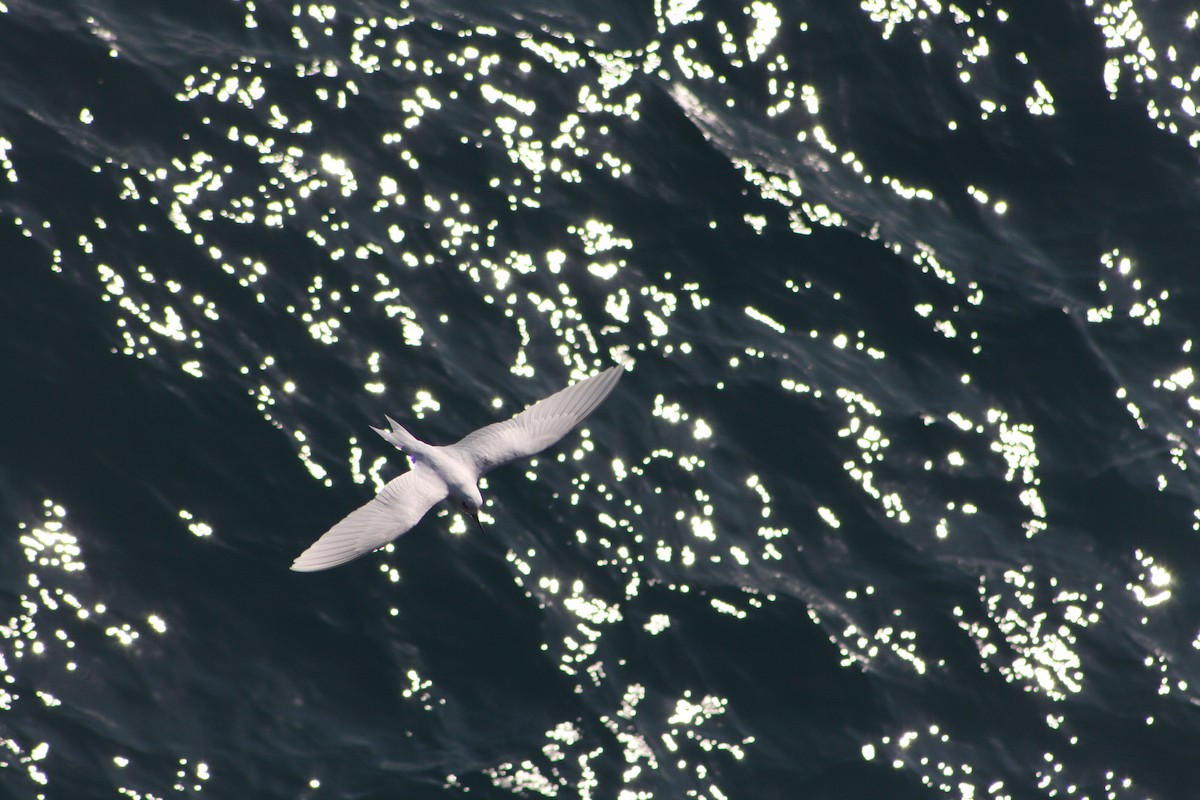 White Tern - ML641421329