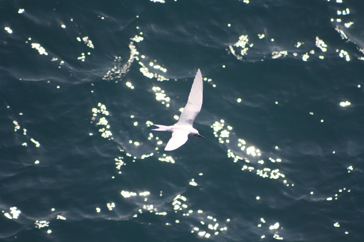 White Tern - ML641421332