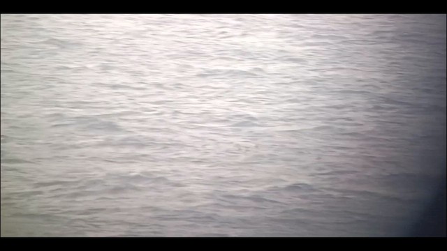 Long-tailed Jaeger - ML641421333