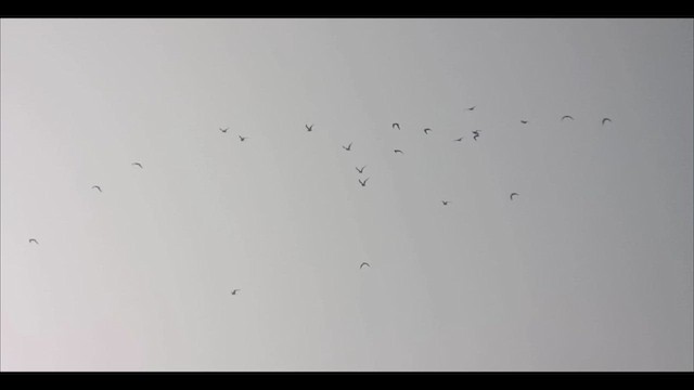 Long-tailed Jaeger - ML641421334