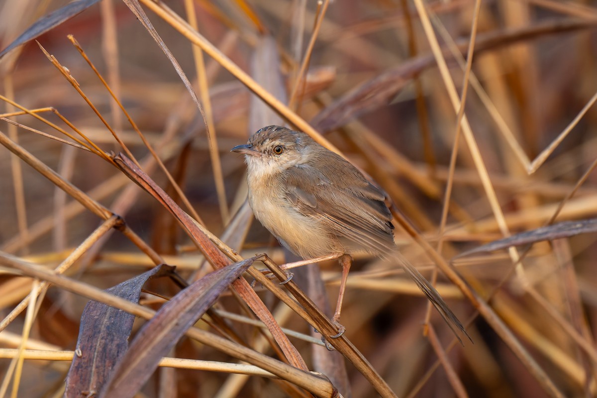 Plain Prinia - ML641421335