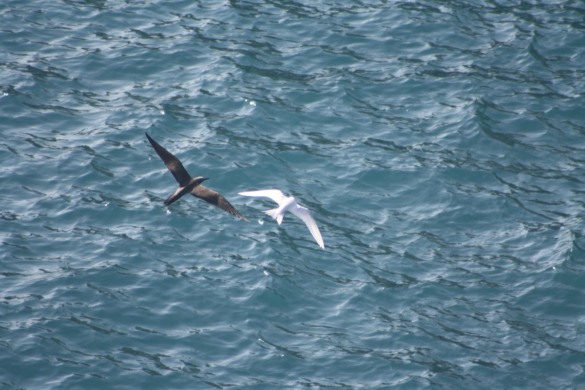 Brown Noddy - ML641421336