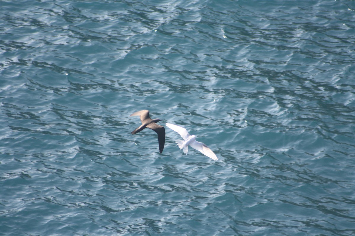 Brown Noddy - ML641421338