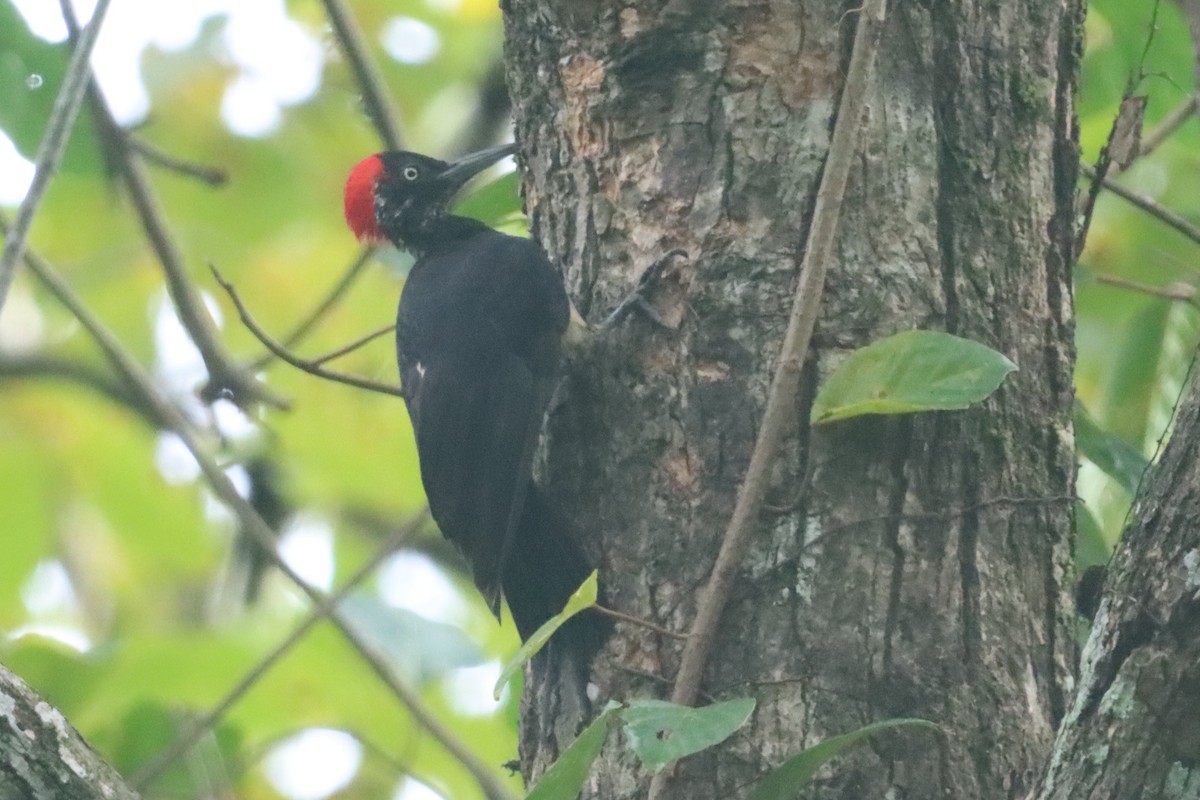 White-bellied Woodpecker - ML641421342