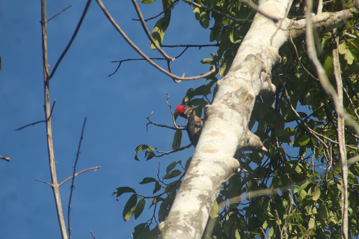 Campephilus sp./Lineated Woodpecker - ML641421357