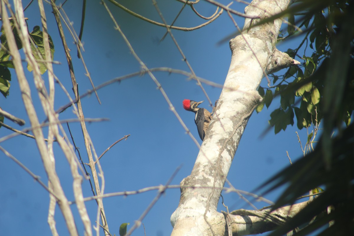 Campephilus sp./Lineated Woodpecker - ML641421358
