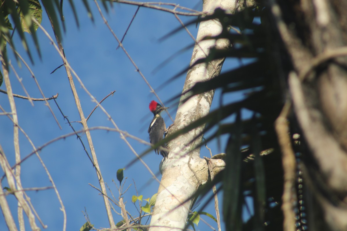 Campephilus sp./Lineated Woodpecker - ML641421359