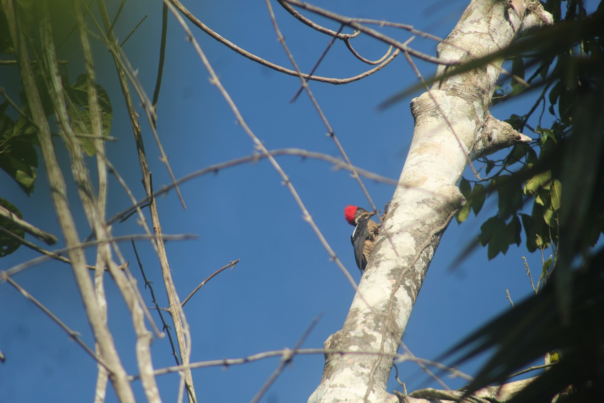 Campephilus sp./Lineated Woodpecker - ML641421360