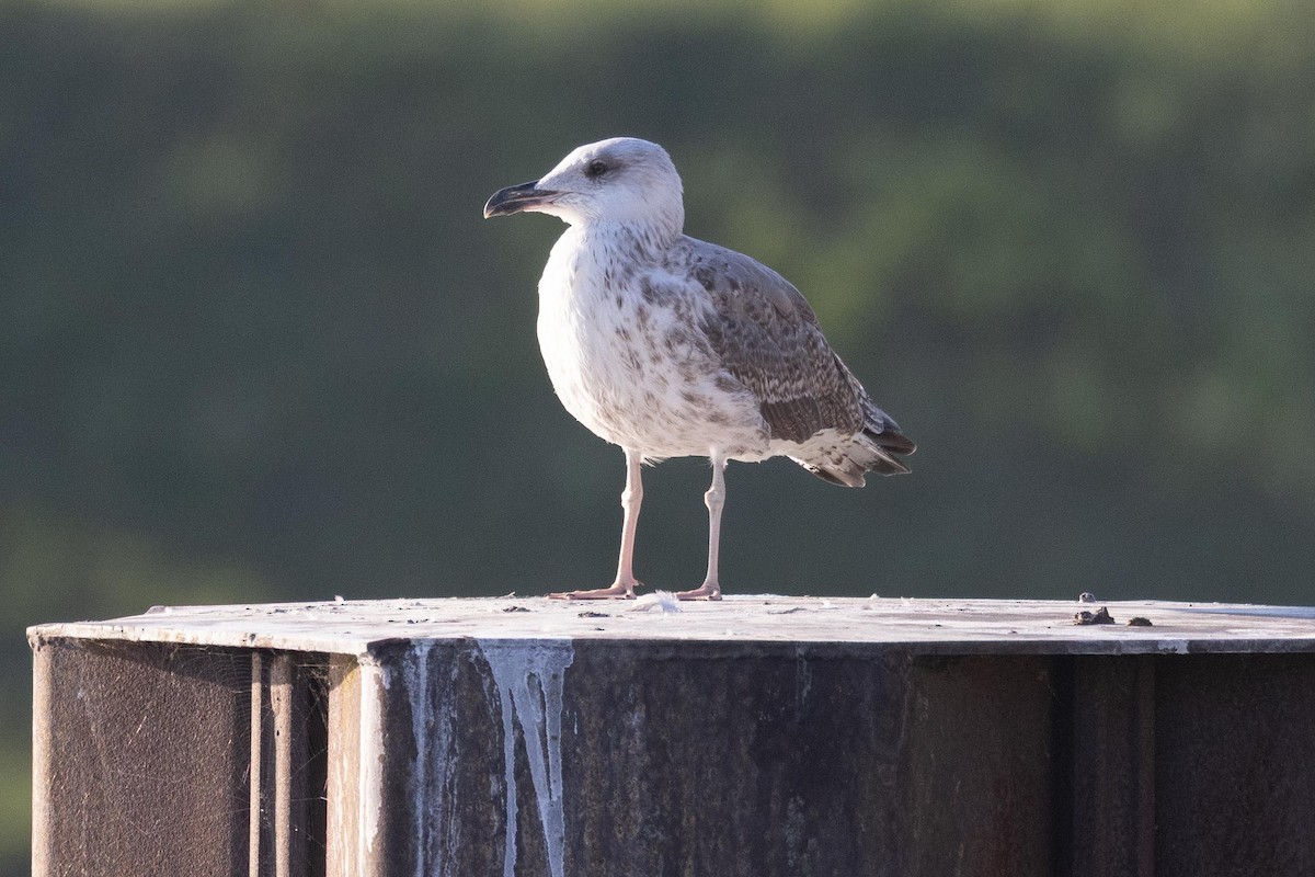 Yellow-legged Gull - ML641421400
