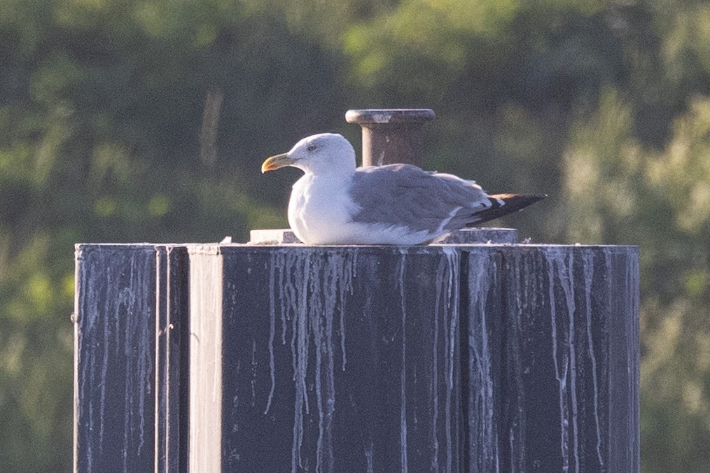 Yellow-legged Gull - ML641421401