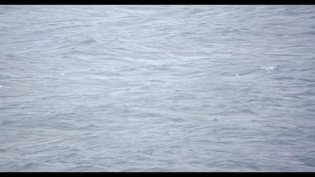 Sabine's Gull - ML641421410